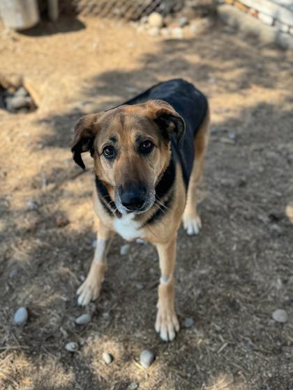 Kimber, Adoptable, Adult Female German Shepherd Dog & Mixed Breed.