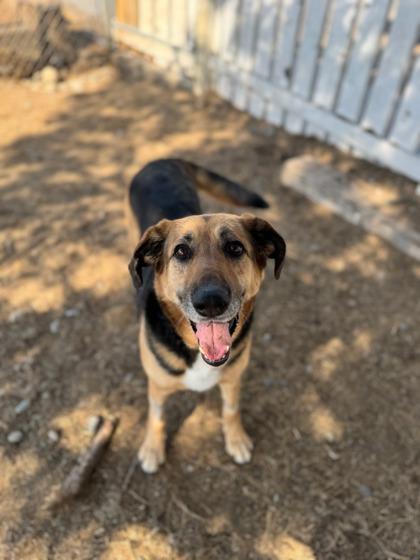 Enlarge Kimber, a Adoptable mixed breed in Moses Lake, WA image 2/3