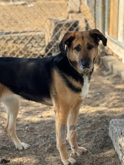 Enlarge Kimber, a Adoptable mixed breed in Moses Lake, WA image 3/3