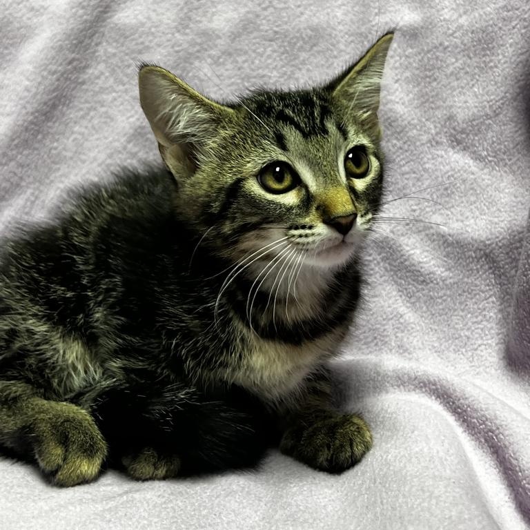 Curly, a ADOPTABLE Domestic Short Hair in Jackson, MI image 1/4