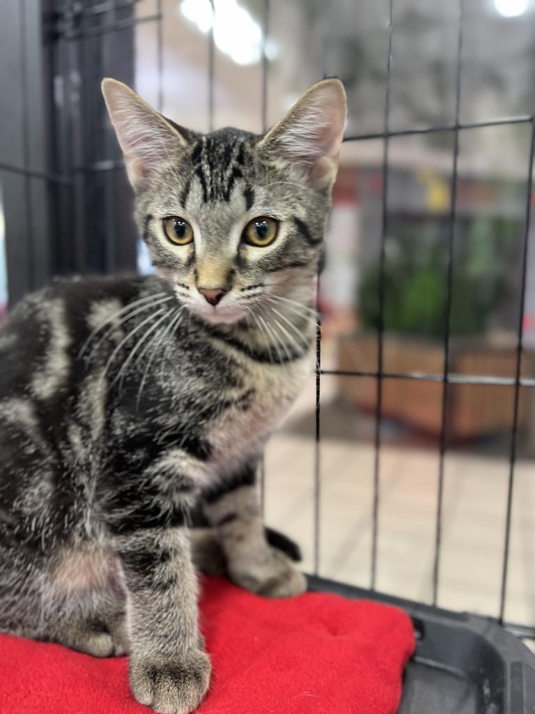 Enlarge Curly, a Adoptable Domestic Short Hair in Jackson, MI image 3/3