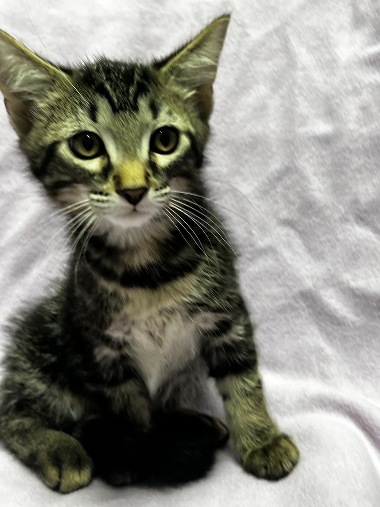Curly, a ADOPTABLE Domestic Short Hair in Jackson, MI image 4/4