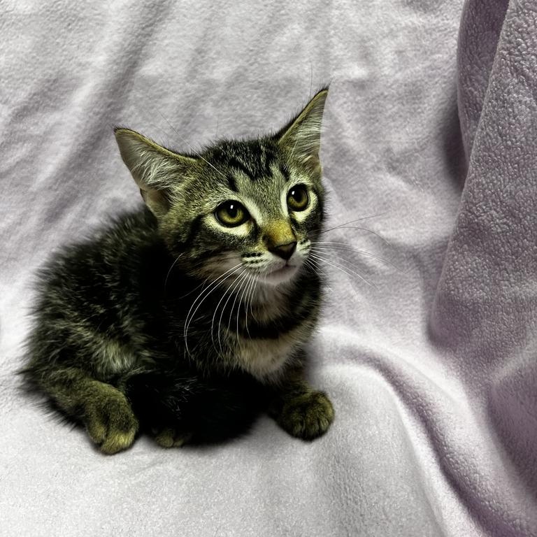 Curly, a ADOPTABLE Domestic Short Hair in Jackson, MI image 2/4