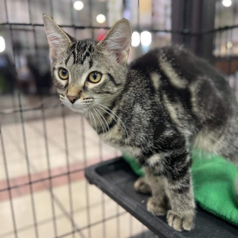 Enlarge Curly, a Adoptable Domestic Short Hair in Jackson, MI image 2/3