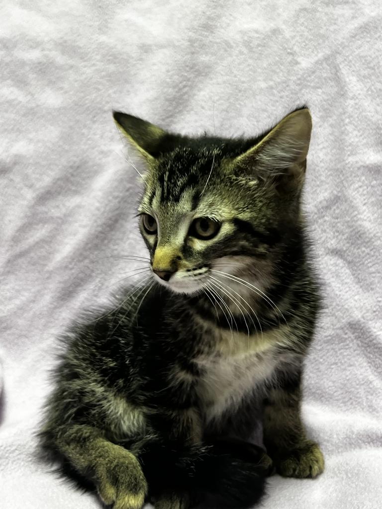 Curly, a ADOPTABLE Domestic Short Hair in Jackson, MI image 3/4