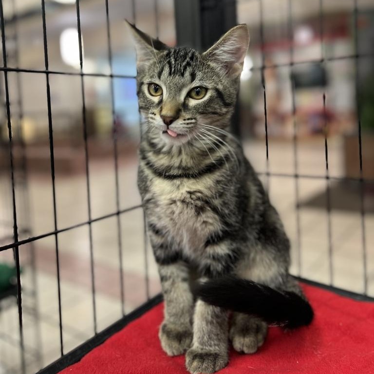 Curly, Adoptable, Kitten Male Domestic Short Hair.