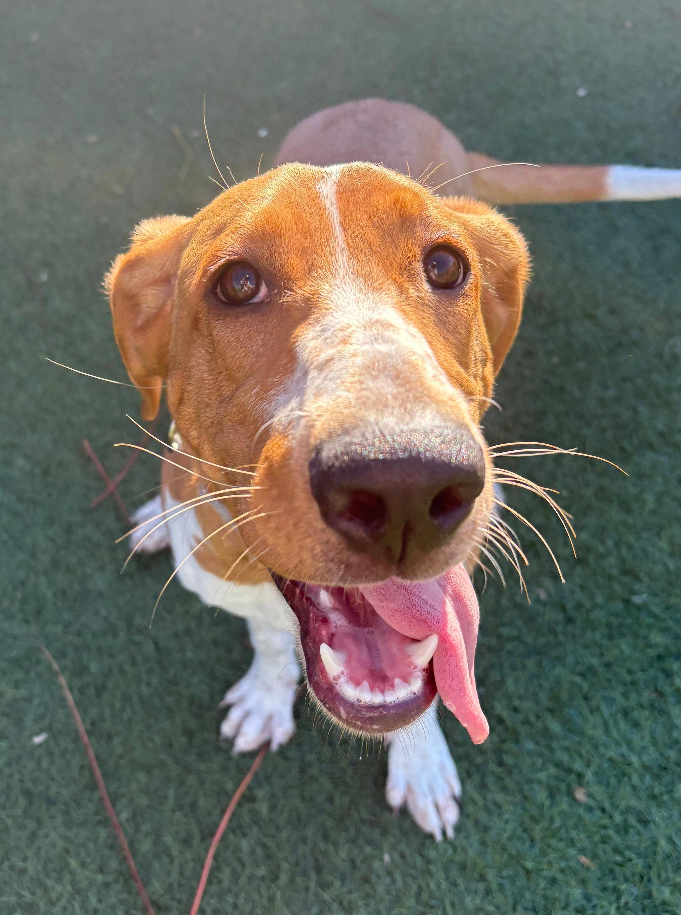 Enlarge Luna, a Adoptable Bracco Italiano in Norwalk, CT image 4/6