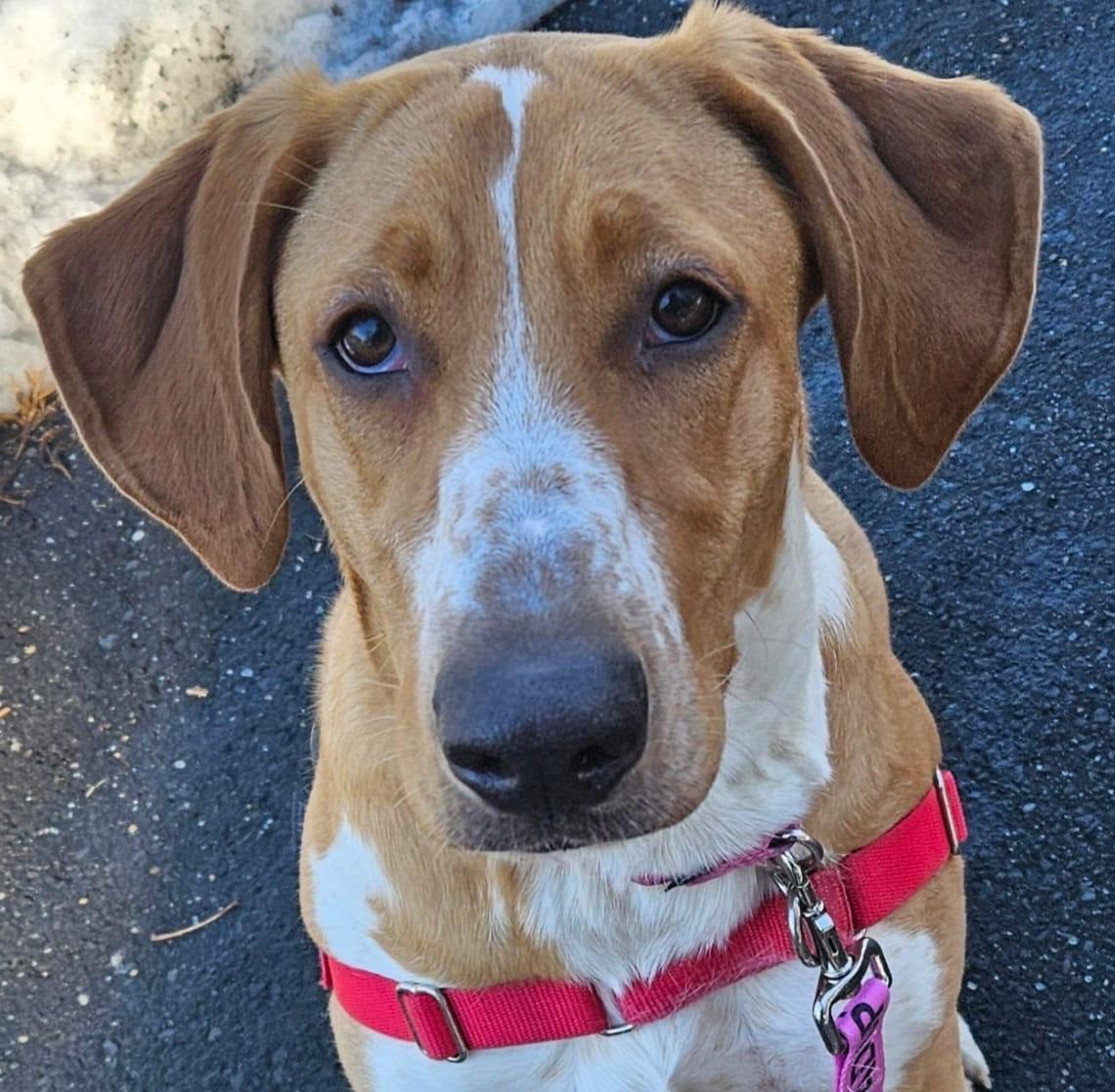Luna, Adoptable, Puppy Female Bracco Italiano.