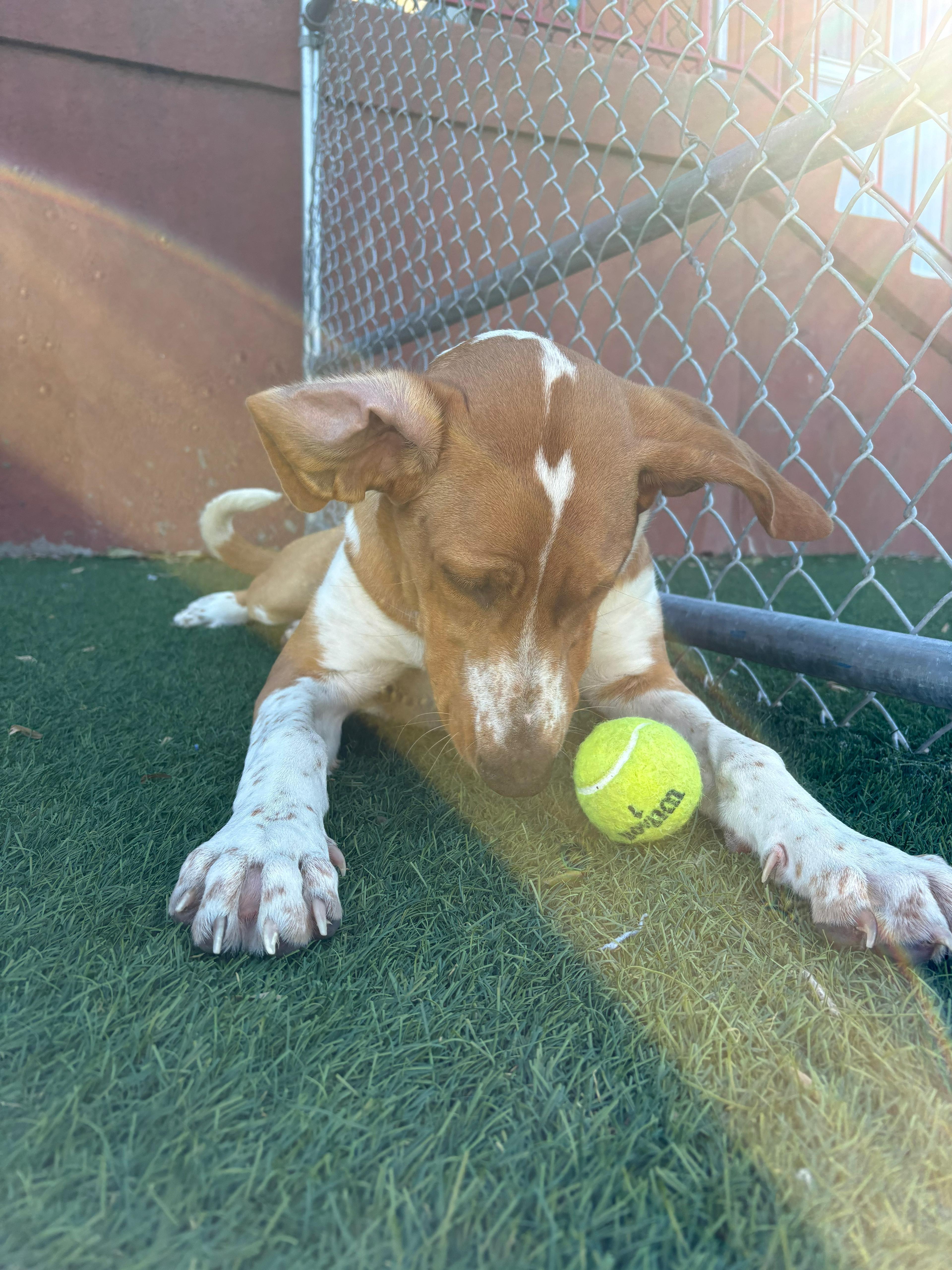 Enlarge Luna, a Adoptable Bracco Italiano in Norwalk, CT image 5/6
