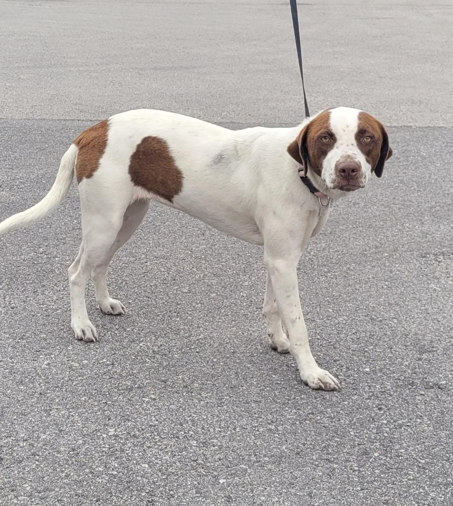 Carmen, Adoptable, Young Female Labrador Retriever.