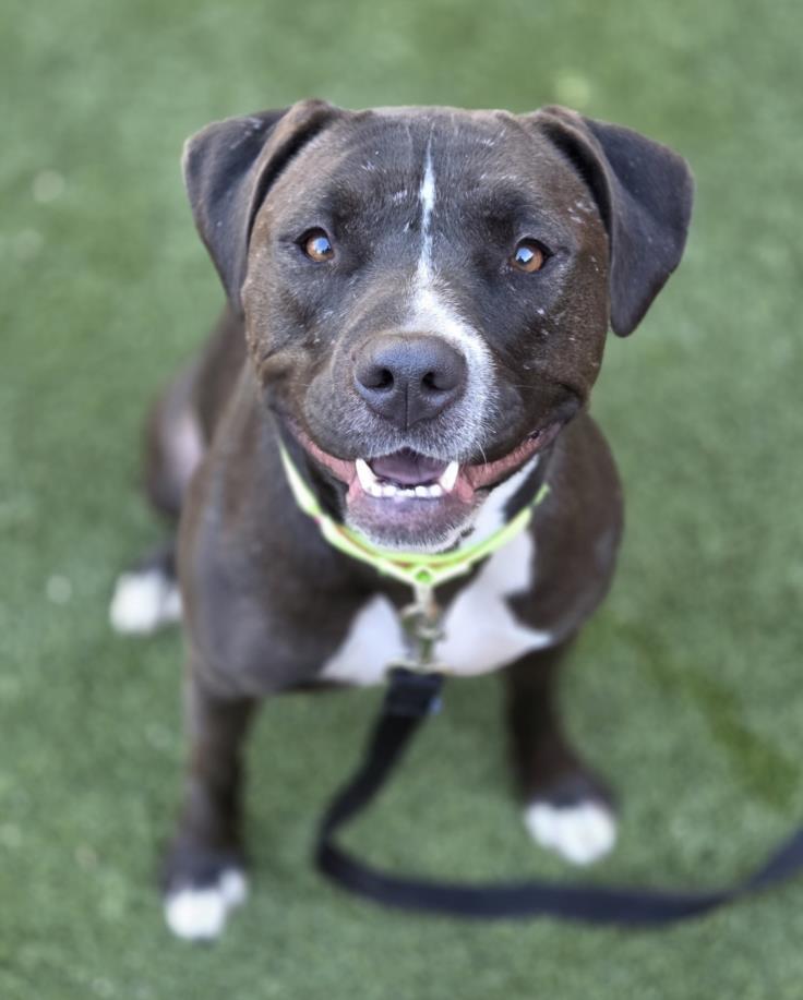 AURORA, Adoptable, Adult Female Pit Bull Terrier.