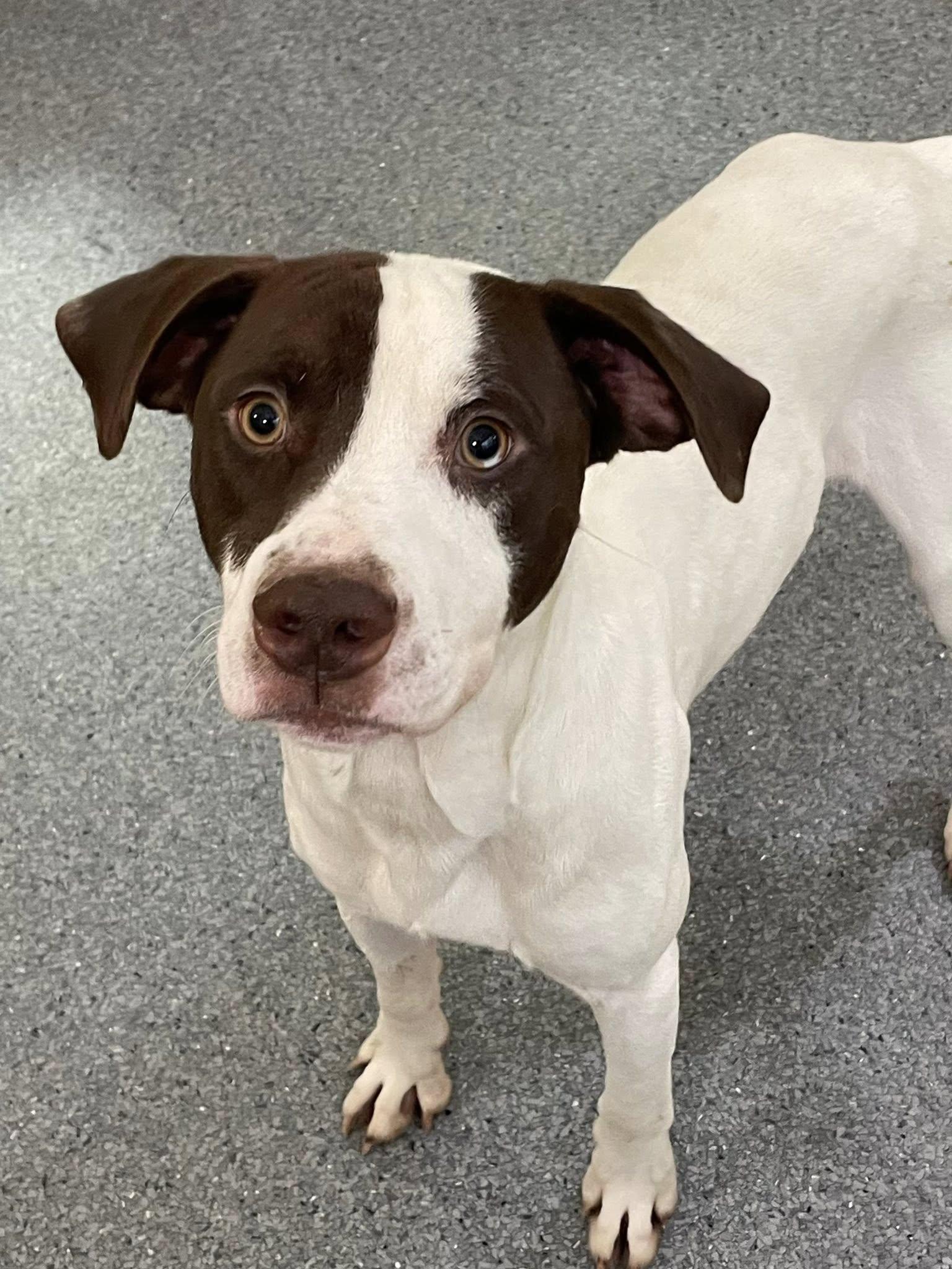 Charlie, Adoptable, Adult Male Hound & Labrador Retriever.