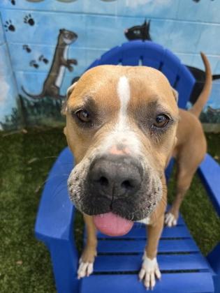 Beauty, Adoptable, Adult Female Mixed Breed & Mixed Breed.