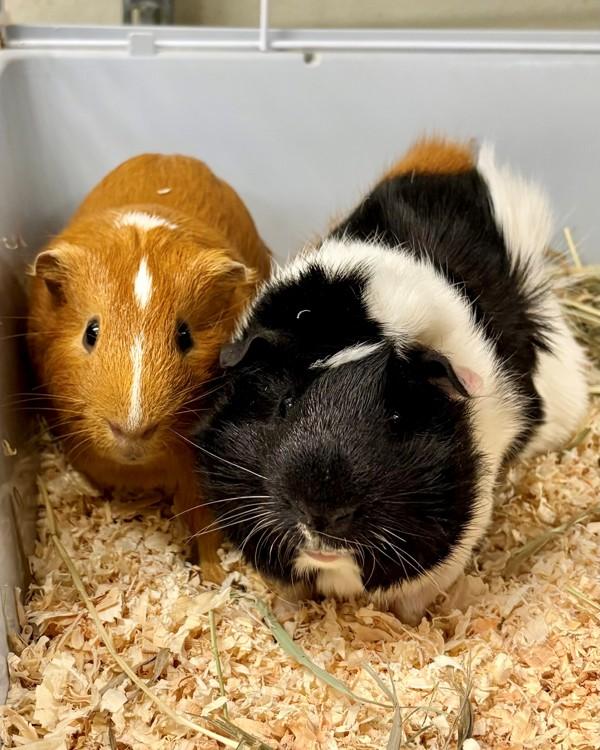 Eggs & Cheesy Grits, Adoptable, Young Male Guinea Pig.