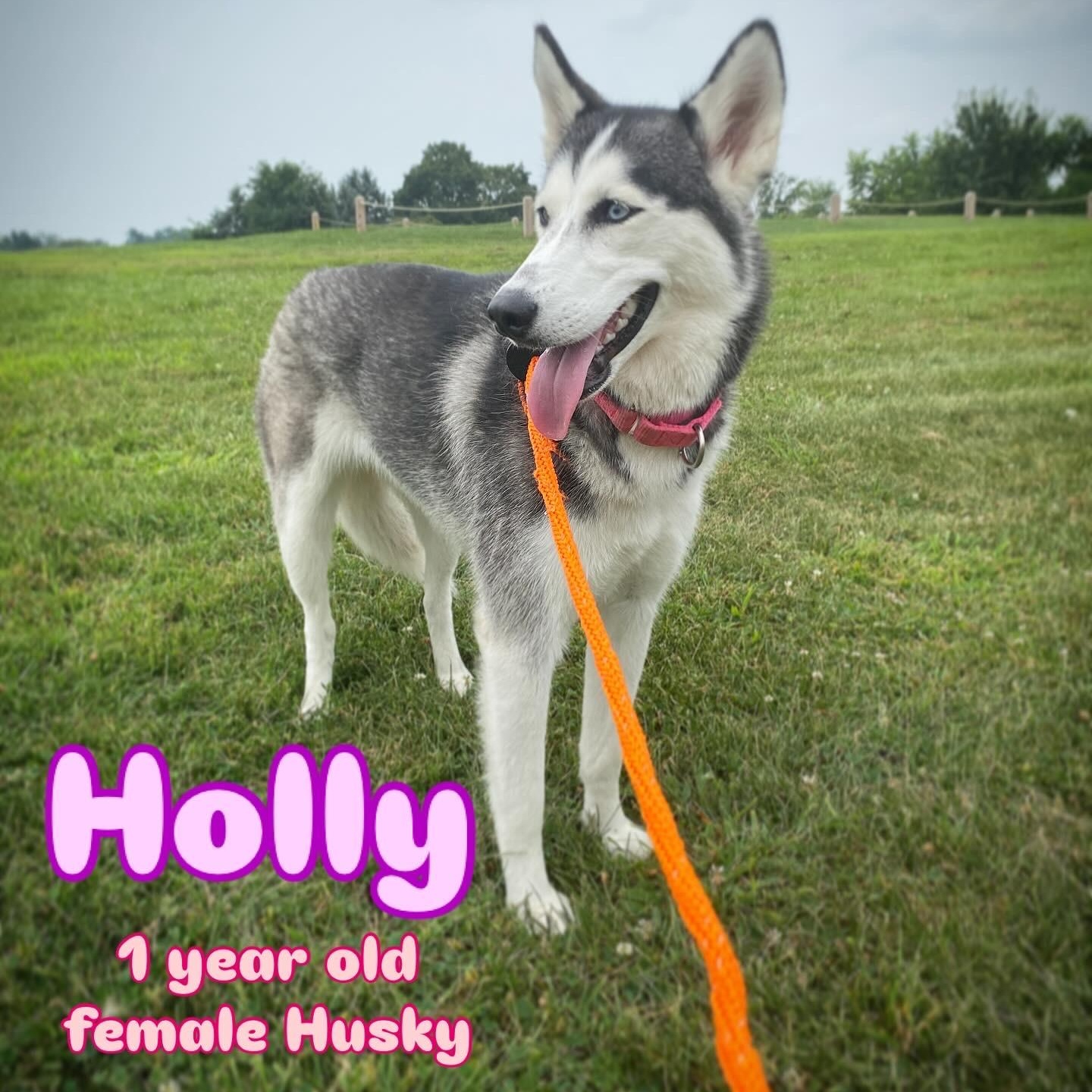 Holly