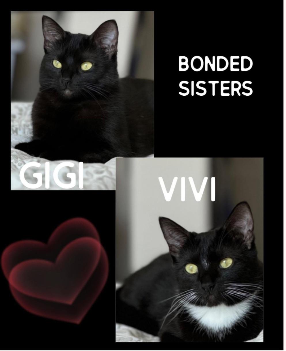 Vivi, Young Female Tuxedo