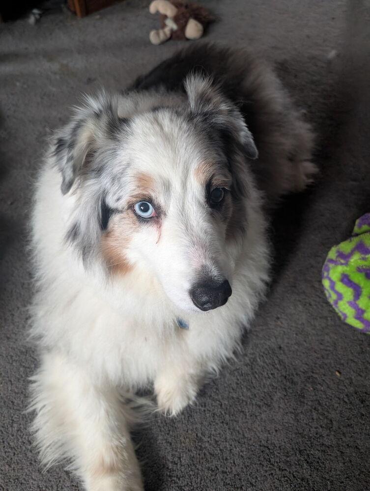 0557 Bruce, Adoptable, Adult Male Australian Shepherd.