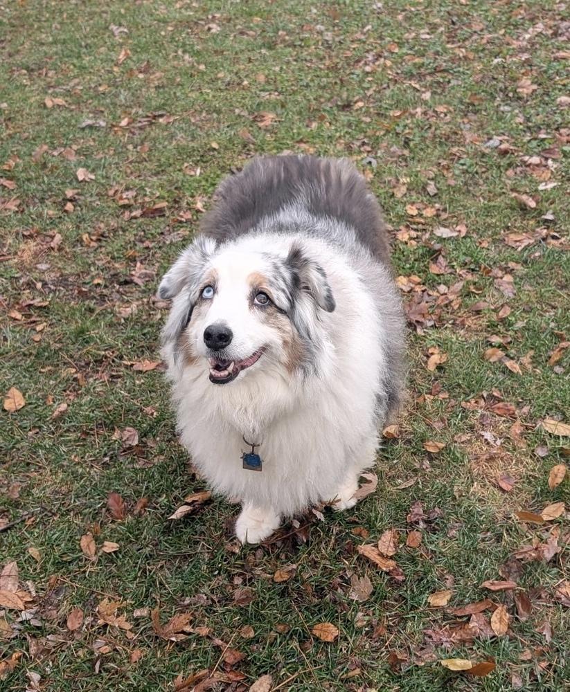 Enlarge 0557 Bruce, a Adoptable Australian Shepherd in Waukesha, WI image 2/6