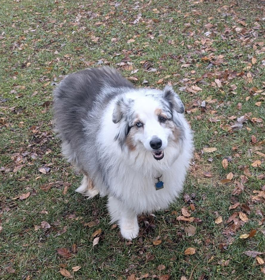 Enlarge 0557 Bruce, a Adoptable Australian Shepherd in Waukesha, WI image 3/6
