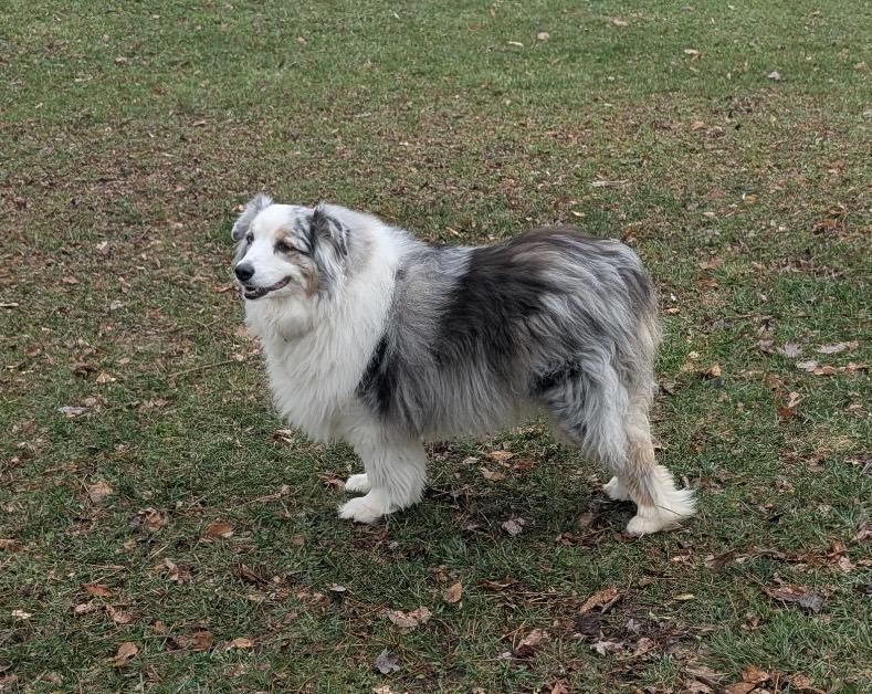 Enlarge 0557 Bruce, a Adoptable Australian Shepherd in Waukesha, WI image 5/6