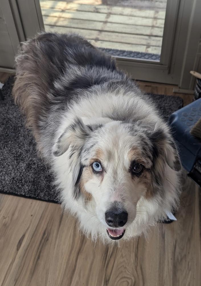 Enlarge 0557 Bruce, a Adoptable Australian Shepherd in Waukesha, WI image 6/6