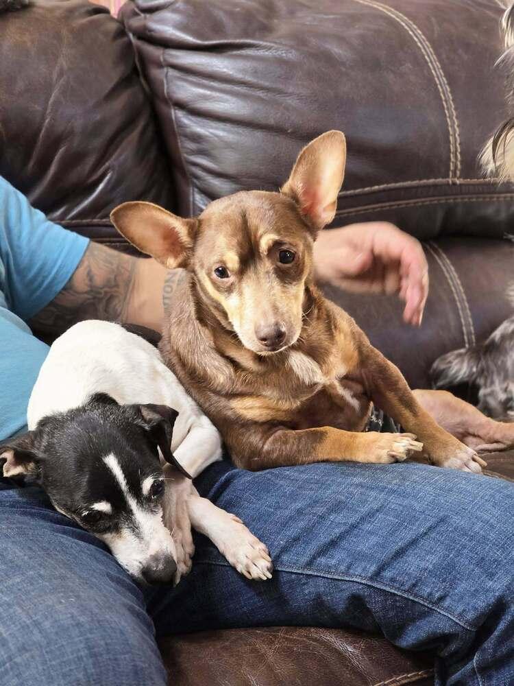 Alfie, Adoptable, Young Male Chihuahua & Miniature Pinscher.