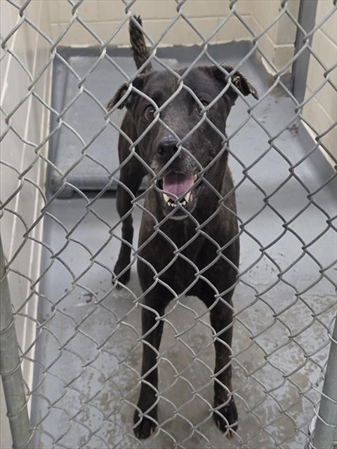 MIDNIGHT, Adoptable, Adult Female Labrador Retriever & Mixed Breed.
