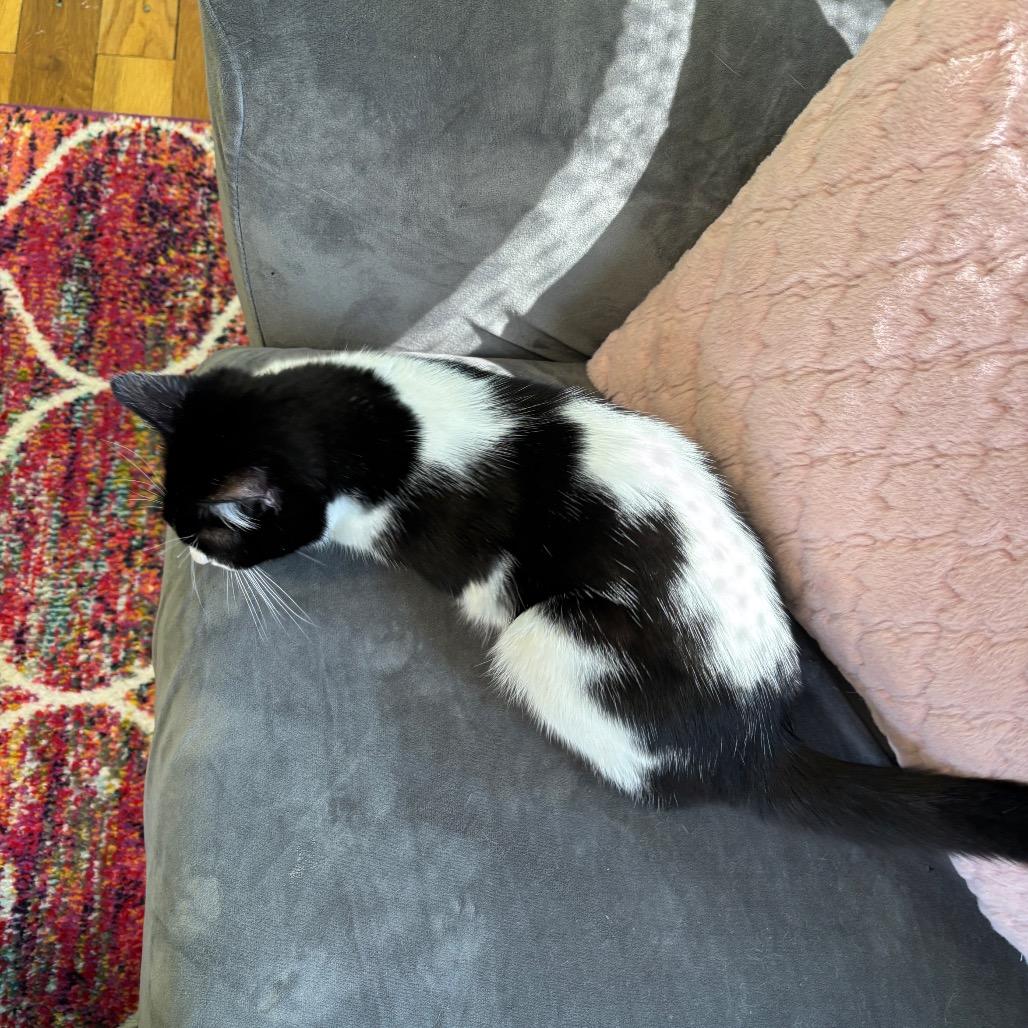 Sir Loin, Adoptable, Young Male Domestic Short Hair.