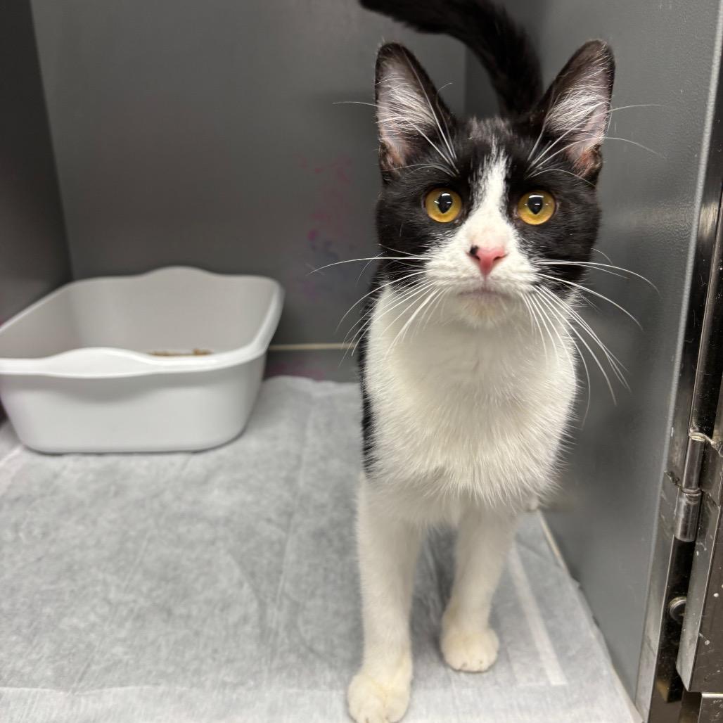 Enlarge Sir Loin, a Adoptable Domestic Short Hair in Granville, OH image 2/4