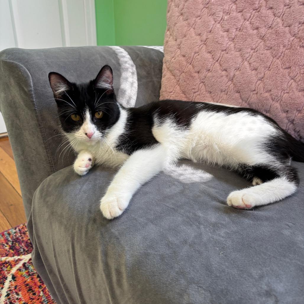 Enlarge Sir Loin, a Adoptable Domestic Short Hair in Granville, OH image 3/4