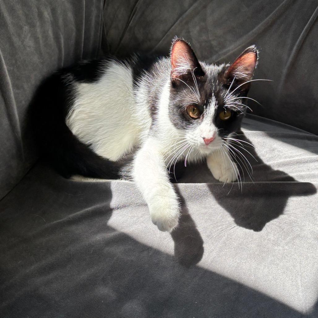 Enlarge Sir Loin, a Adoptable Domestic Short Hair in Granville, OH image 4/4