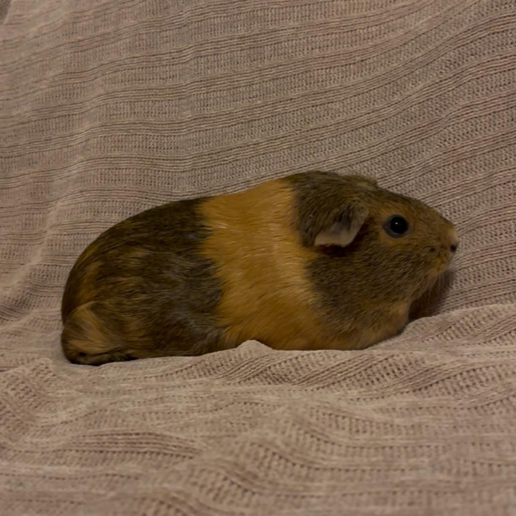 Moose, Adoptable, Adult Female Guinea Pig.