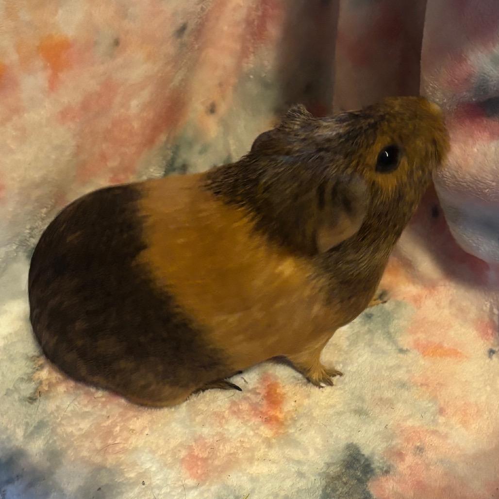 Enlarge Moose, a Adoptable Guinea Pig in Greenfield, IN image 2/2