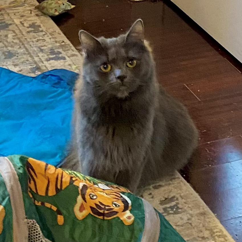 Misty, a Adoptable Russian Blue in Gilroy, CA image 2/6