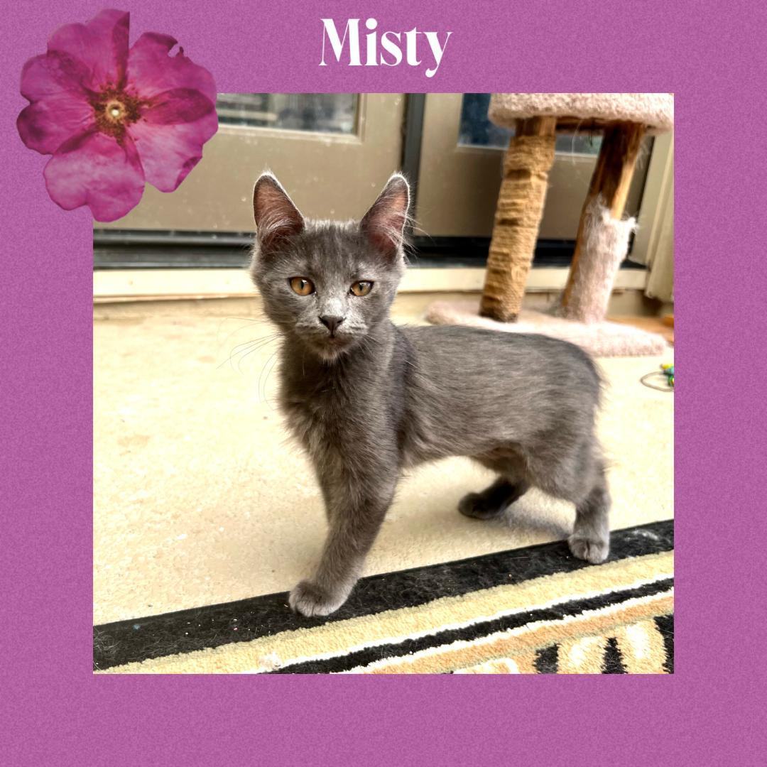 Misty, a Adoptable Russian Blue in Gilroy, CA image 5/6