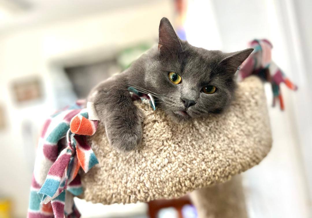 Misty, a Adoptable Russian Blue in Gilroy, CA image 4/6