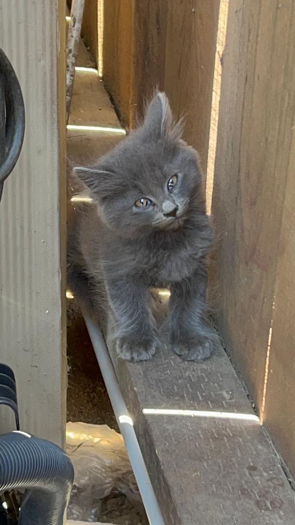 Misty, a Adoptable Russian Blue in Gilroy, CA image 6/6