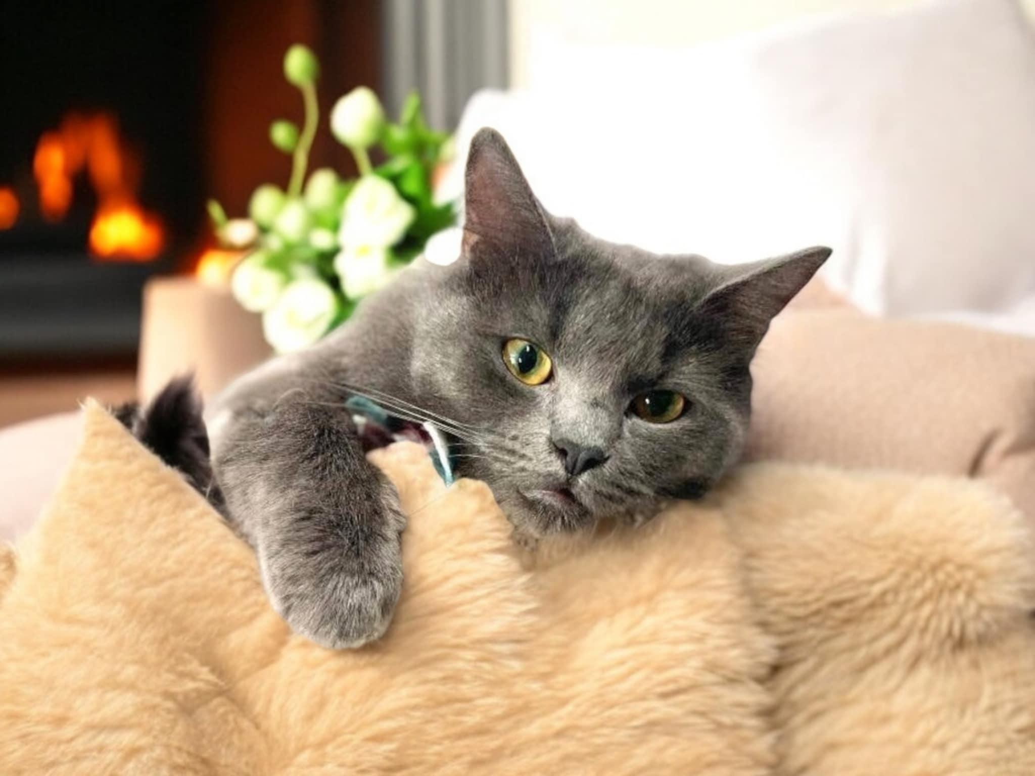 Misty, a Adoptable Russian Blue in Gilroy, CA image 1/6