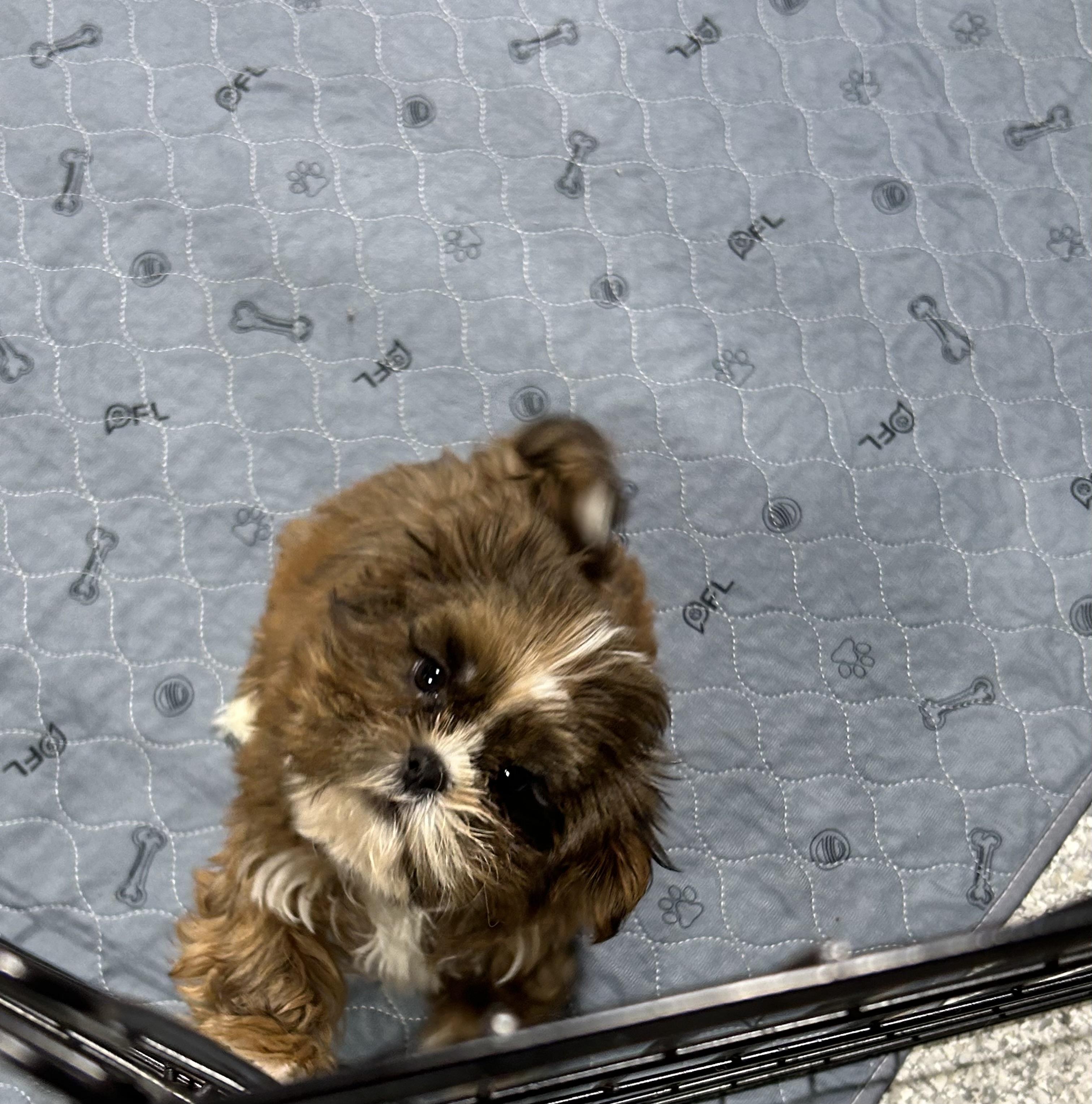 Enlarge Presley , a Adoptable Shih Tzu in Maumee , OH image 2/4