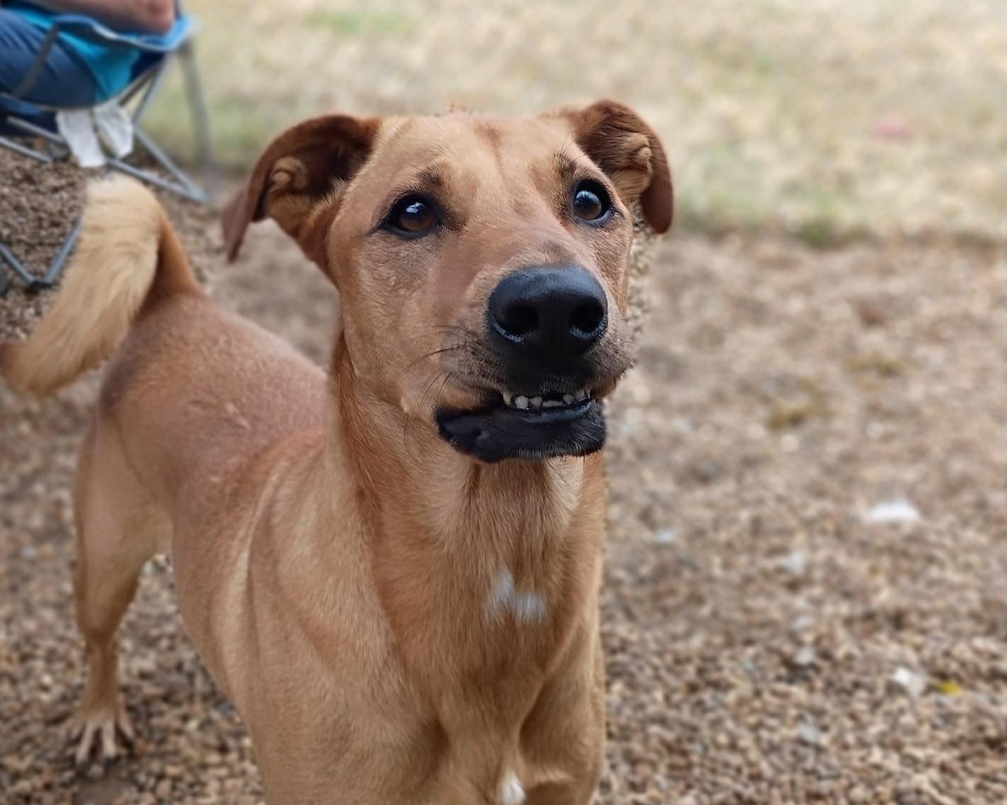 Enlarge Harley, a Adoptable mixed breed in Anniston, AL image 2/6