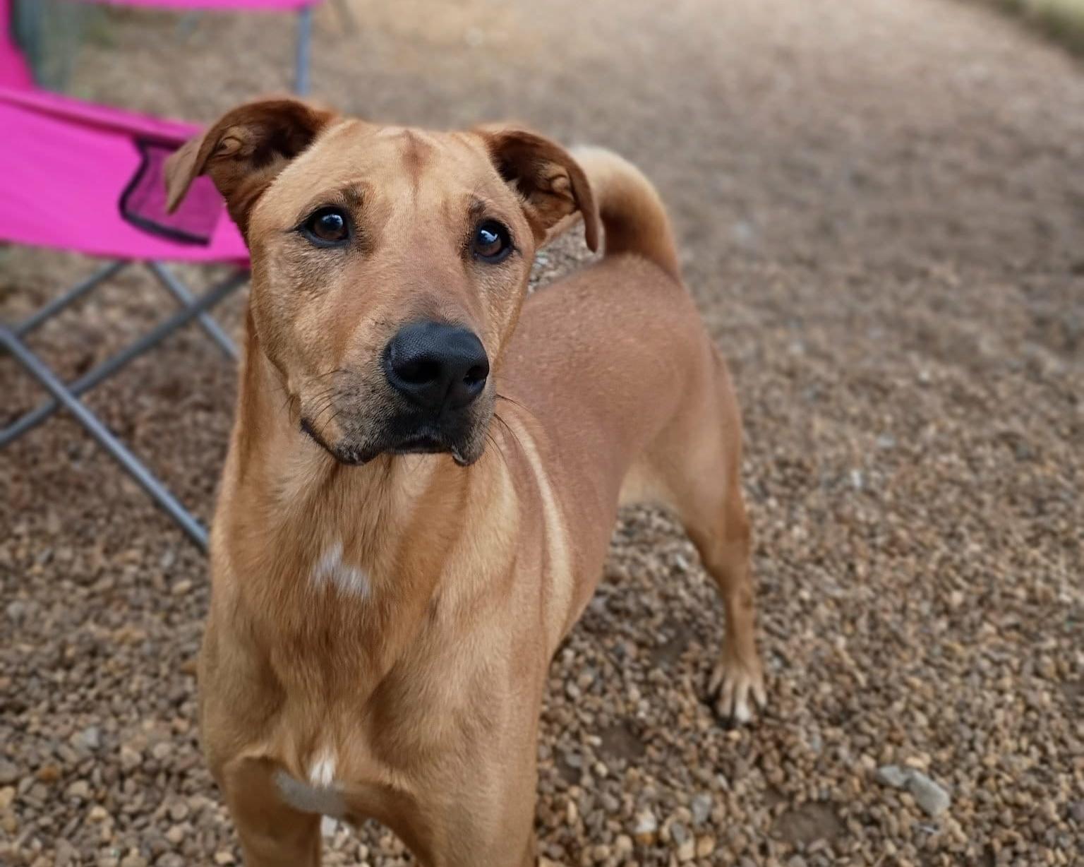 Enlarge Harley, a Adoptable mixed breed in Anniston, AL image 6/6