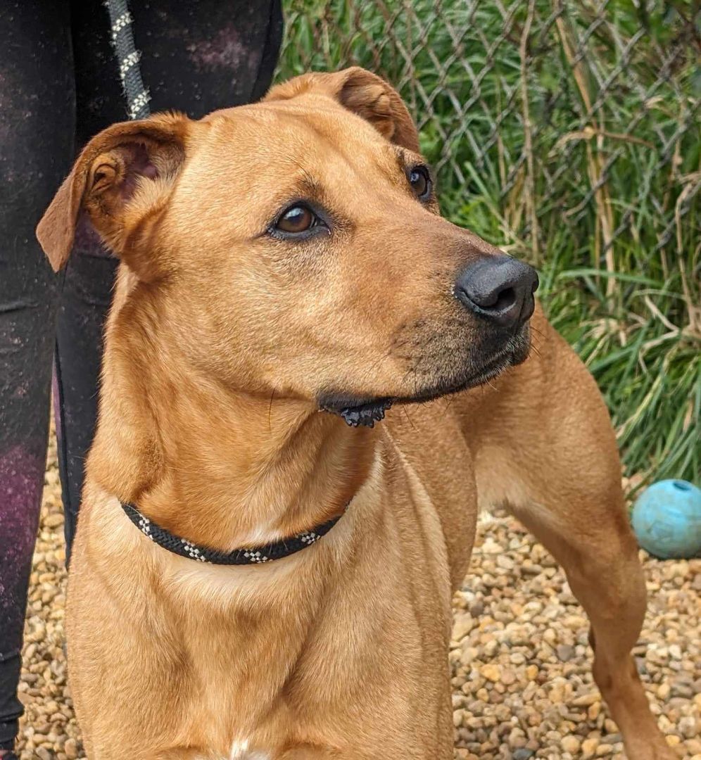 Enlarge Harley, a Adoptable mixed breed in Anniston, AL image 5/6