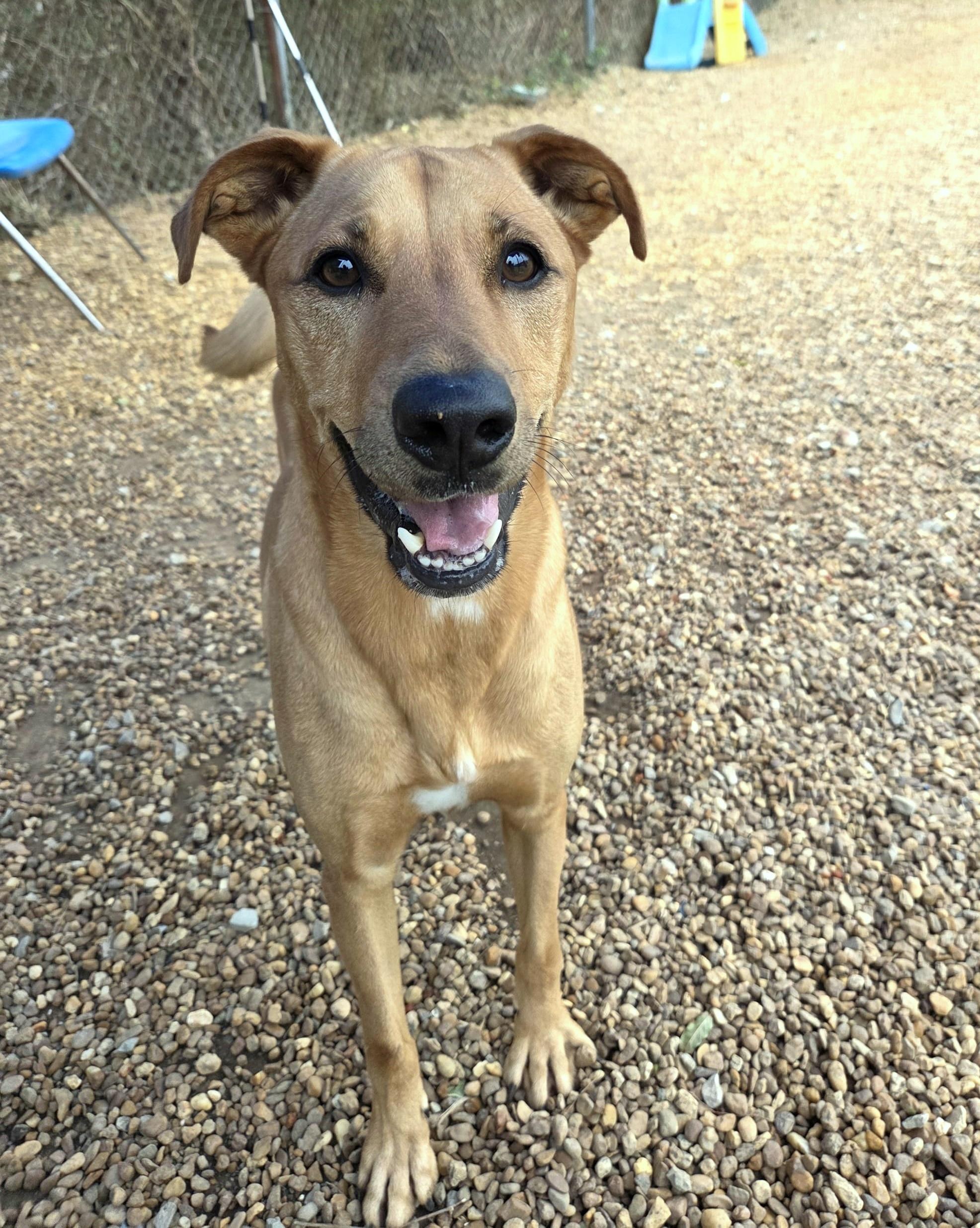 Enlarge Harley, a Adoptable mixed breed in Anniston, AL image 4/6