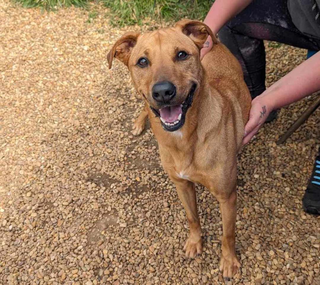 Enlarge Harley, a Adoptable mixed breed in Anniston, AL image 3/6