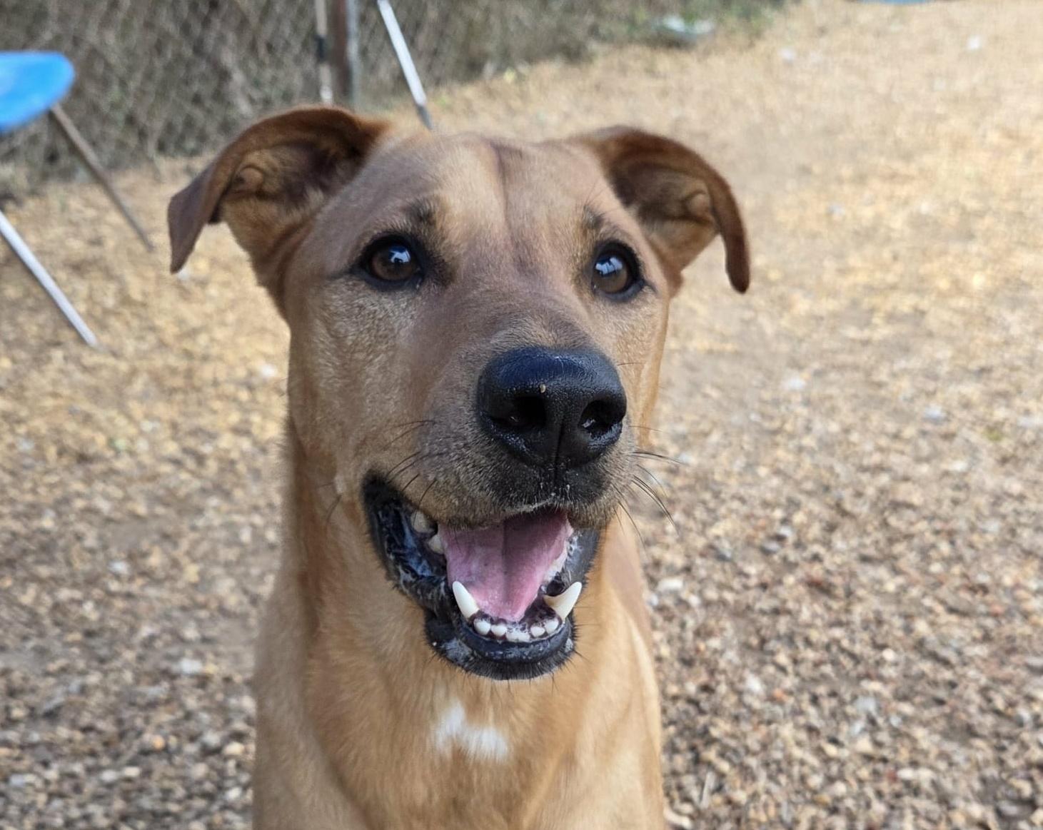 Enlarge Harley, a Adoptable mixed breed in Anniston, AL image 1/6