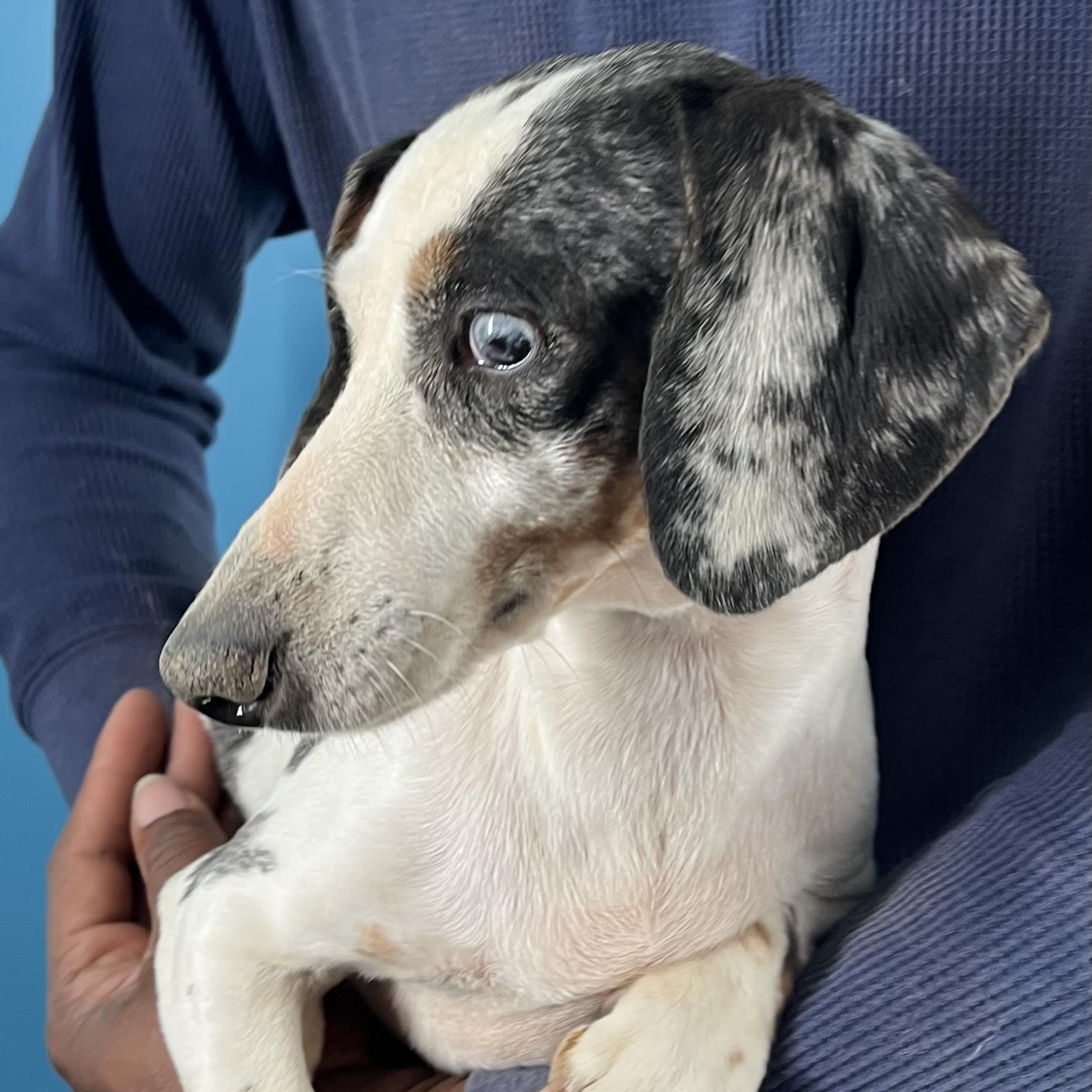 Enlarge Demi - Local March 13-15, an adoptable mixed breed in Happy Valley , OR image 4/6