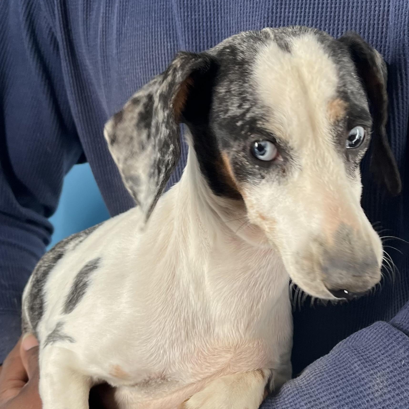 Enlarge Demi - Local March 13-15, an adoptable mixed breed in Happy Valley , OR image 5/6