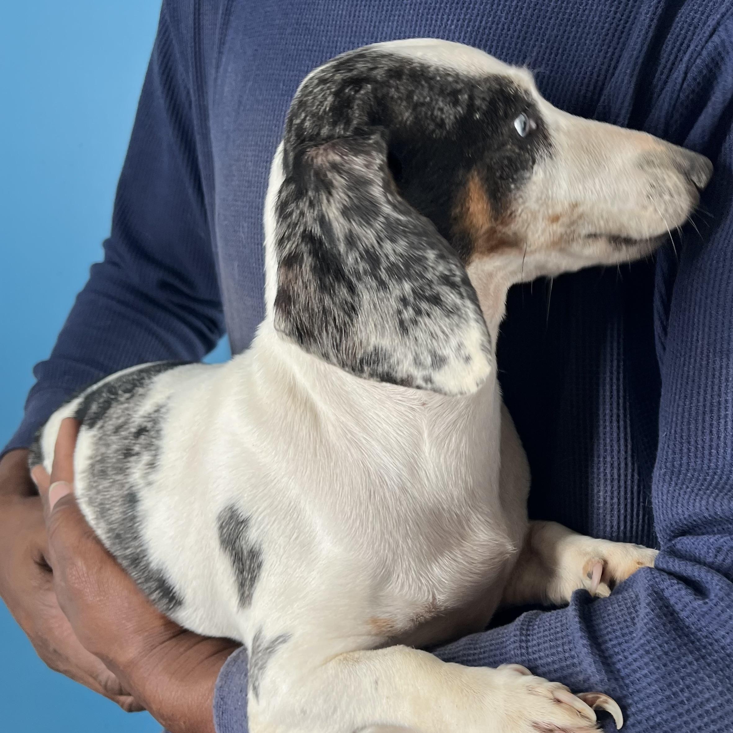 Enlarge Demi - Local March 13-15, an adoptable mixed breed in Happy Valley , OR image 6/6