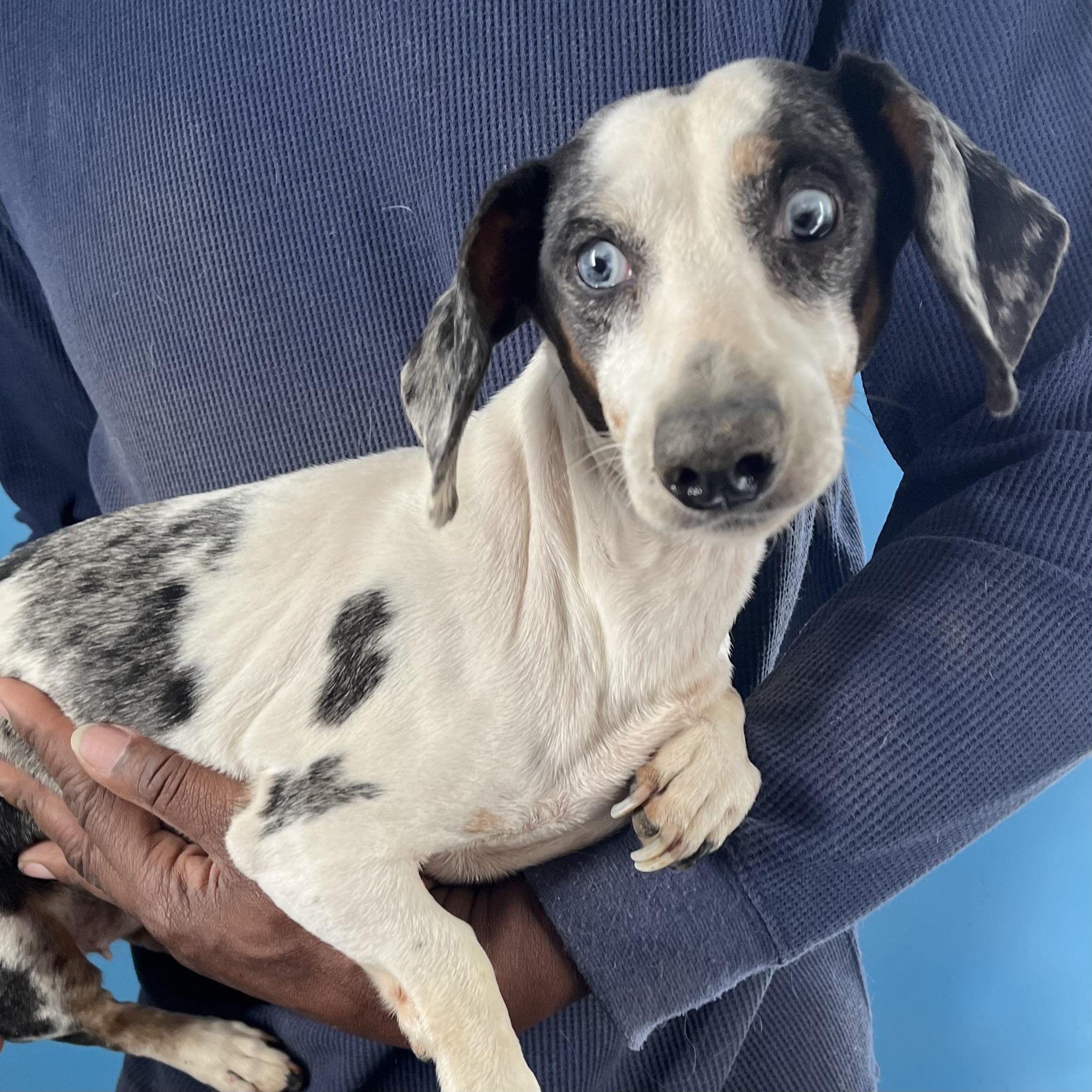 Enlarge Demi - Local March 13-15, an adoptable mixed breed in Happy Valley , OR image 3/6