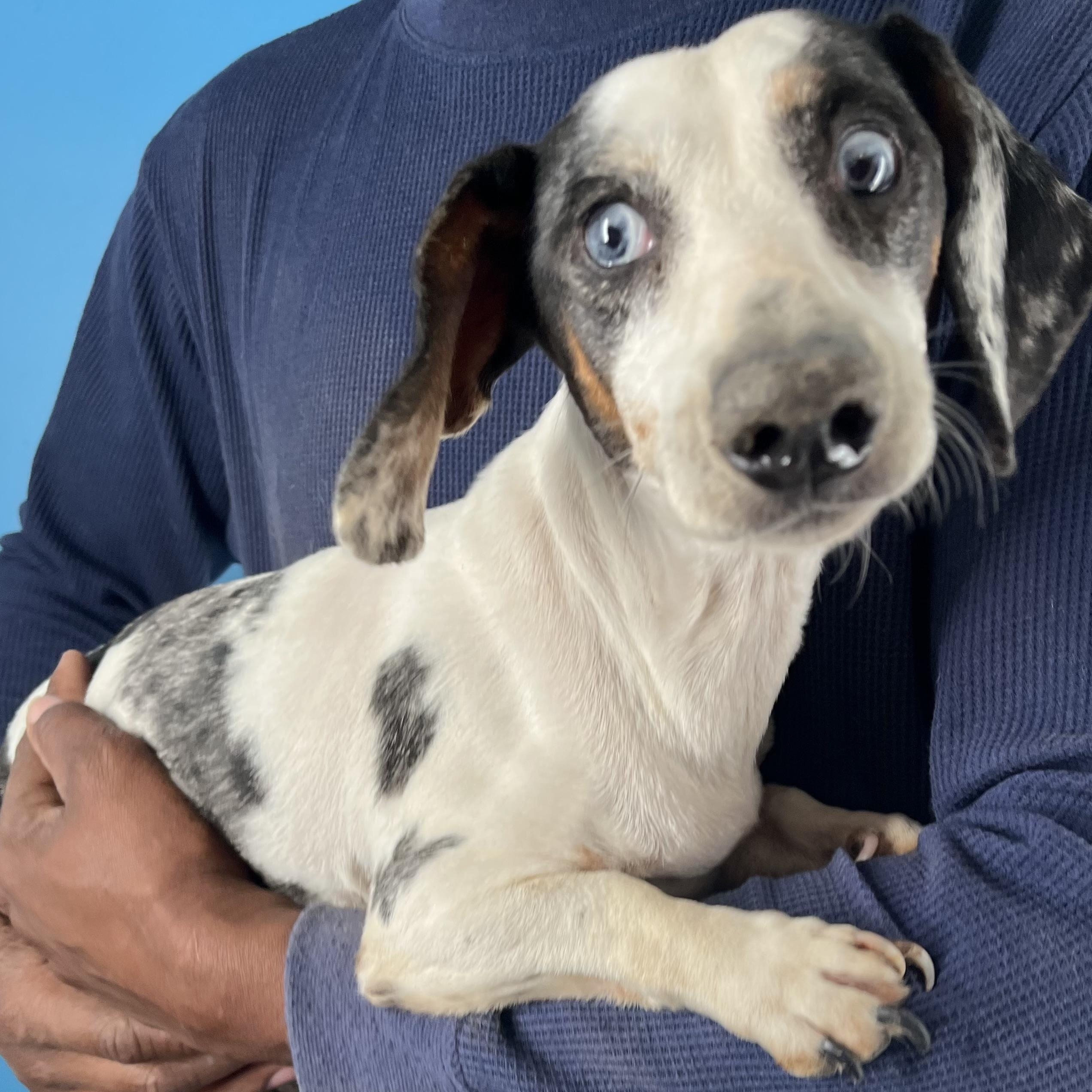 Demi - Local February 13-15, adoptable, Adult Female Dachshund.